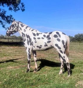 CABALLO PINTADO 01