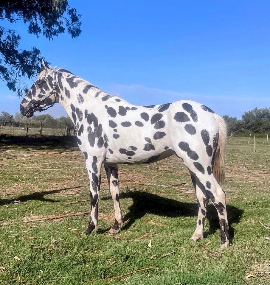 CABALLO PINTADO 01