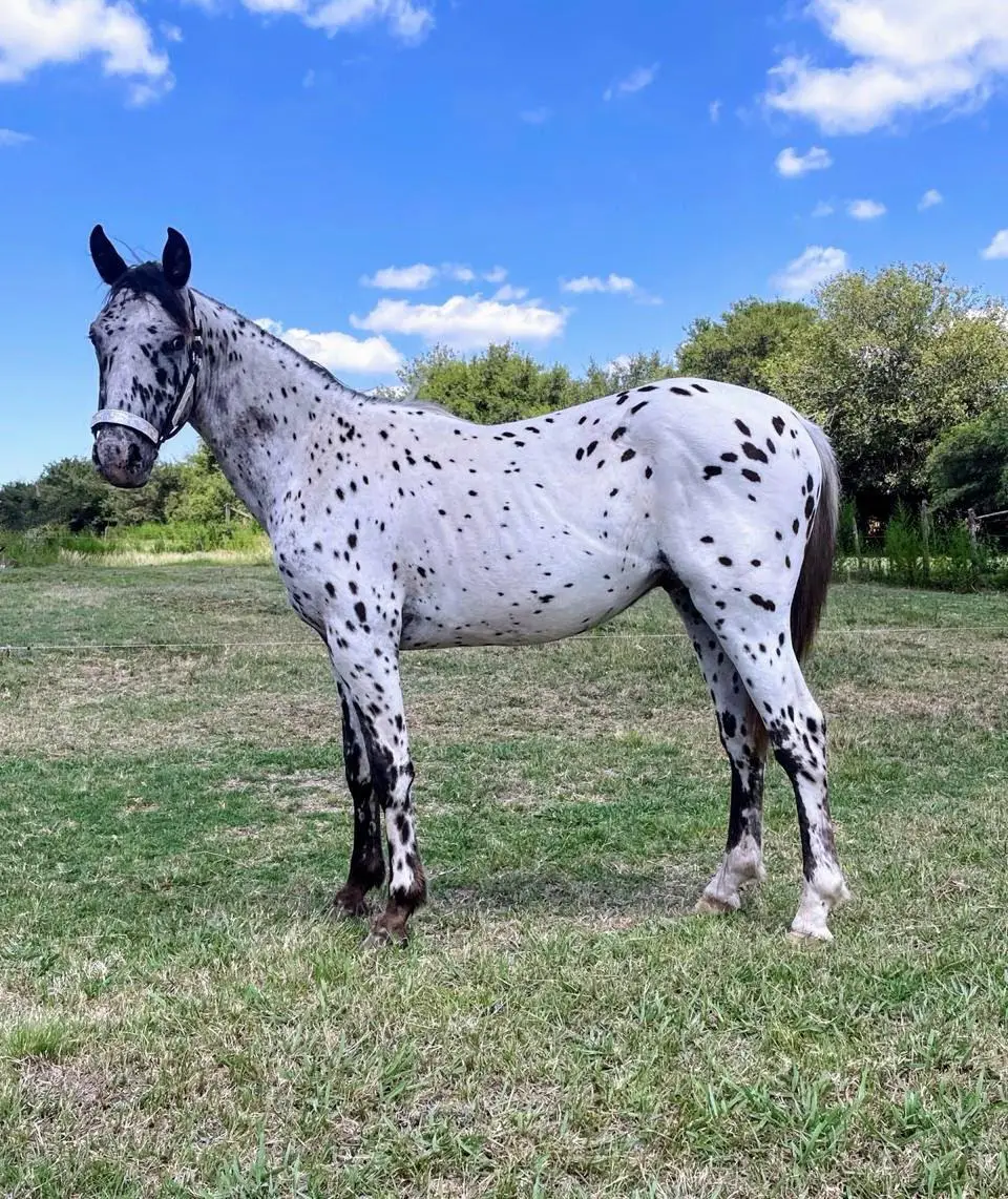 CABALLO PINTADO 02 CABALLO PINTADO 02