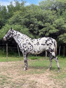 CABALLO PINTADO 04