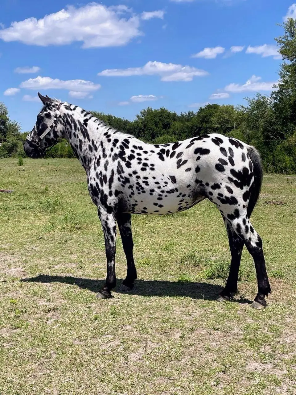 CABALLO PINTADO 06
