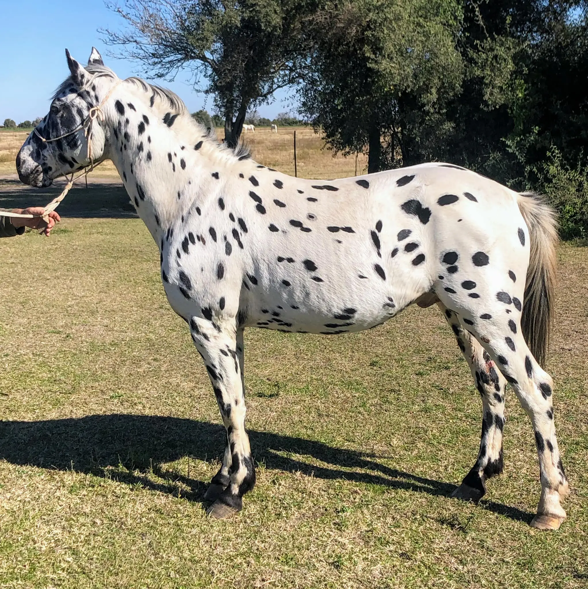 CABALLO PINTADO 09