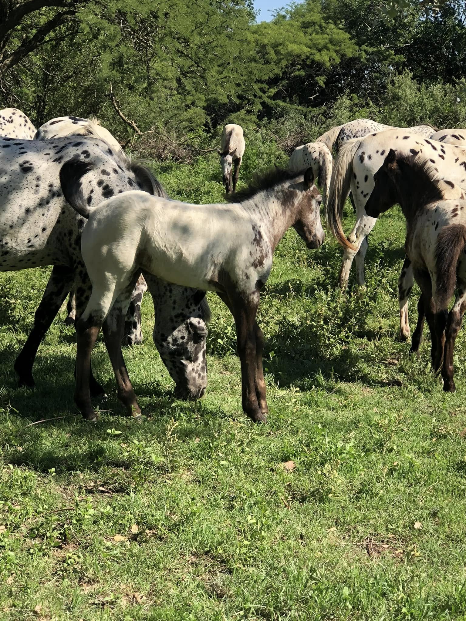 CABALLO PINTADO 14