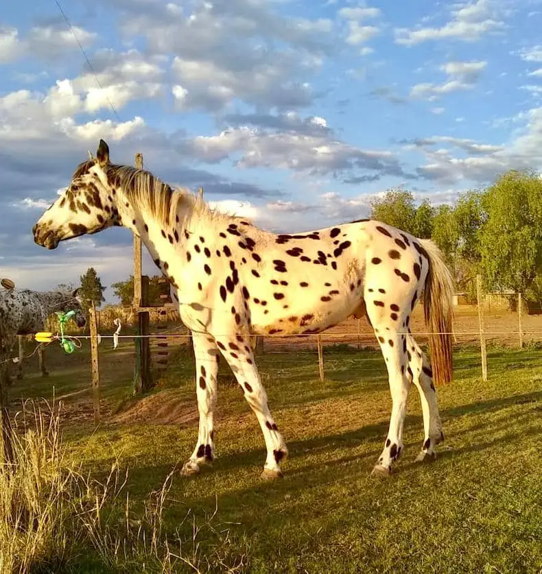 CABALLO PINTADO 16 CABALLO PINTADO 16